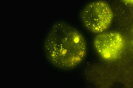 Movimento dei mitocondri all'interno di un protozoo vivo